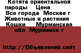 Котята ориентальной пароды  › Цена ­ 12 000 - Все города, Москва г. Животные и растения » Кошки   . Мурманская обл.,Мурманск г.